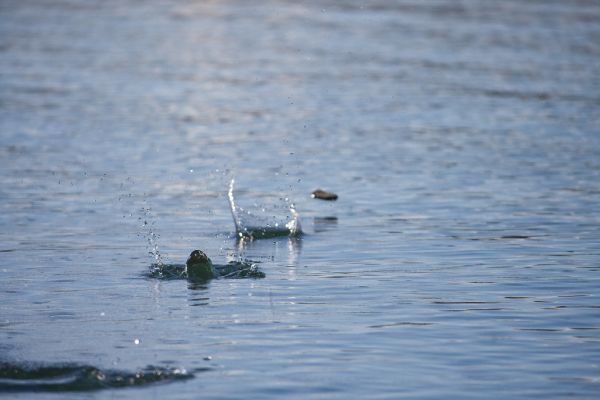 Photo of a stone skipping across water